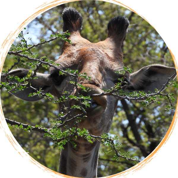 Explore Nature – Enjoy Wildlife